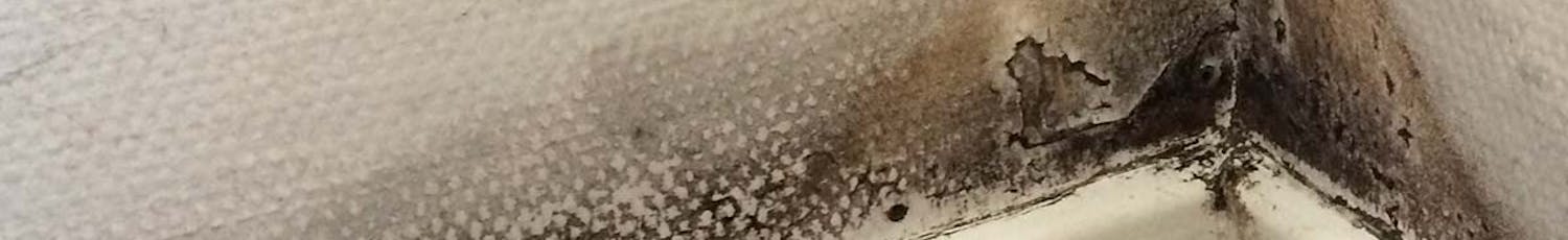 Det här behöver du veta om svartmögel Allt du behöver veta om svartmögel